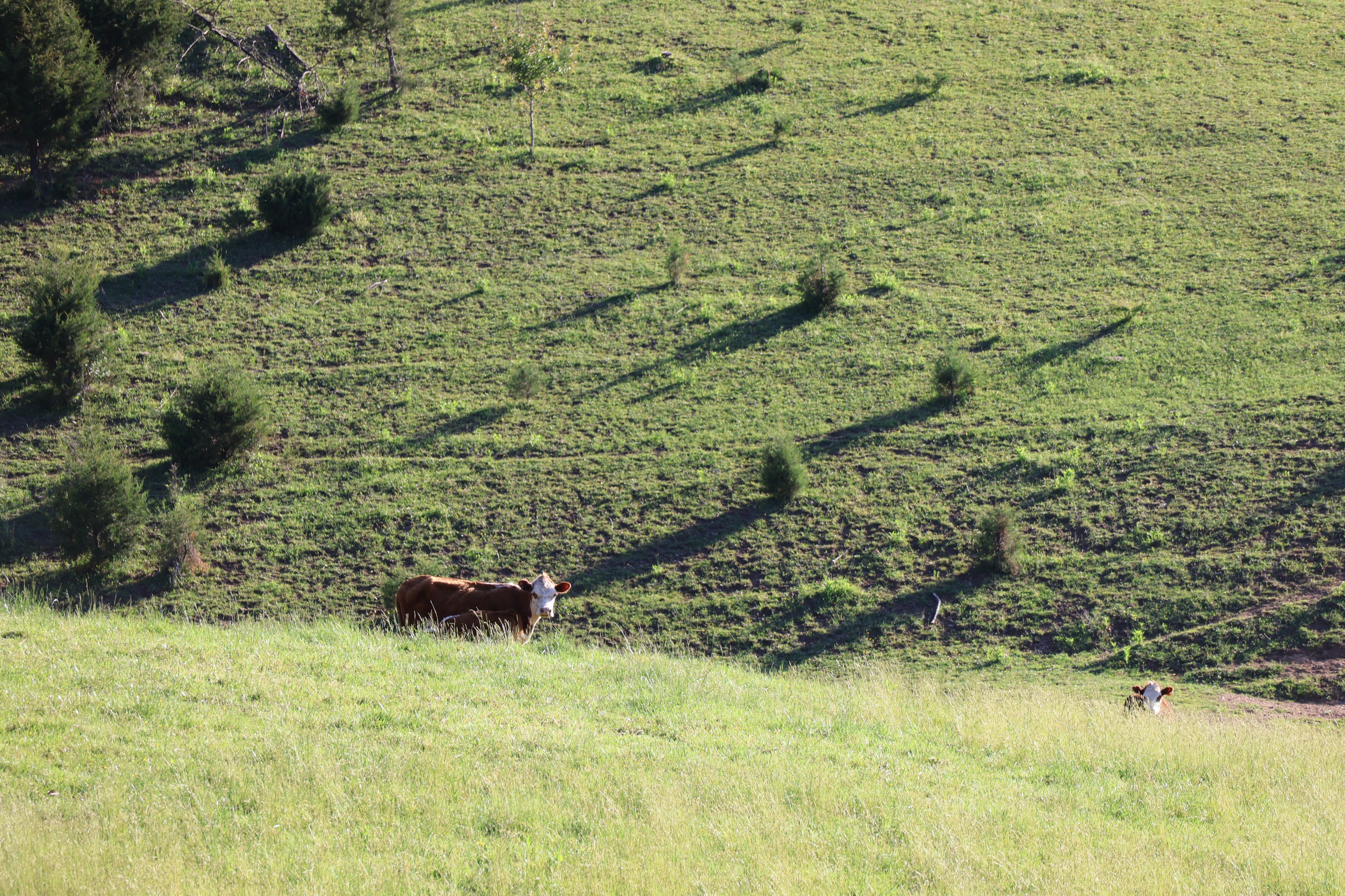 Why Beef Prices Are So High Right Now