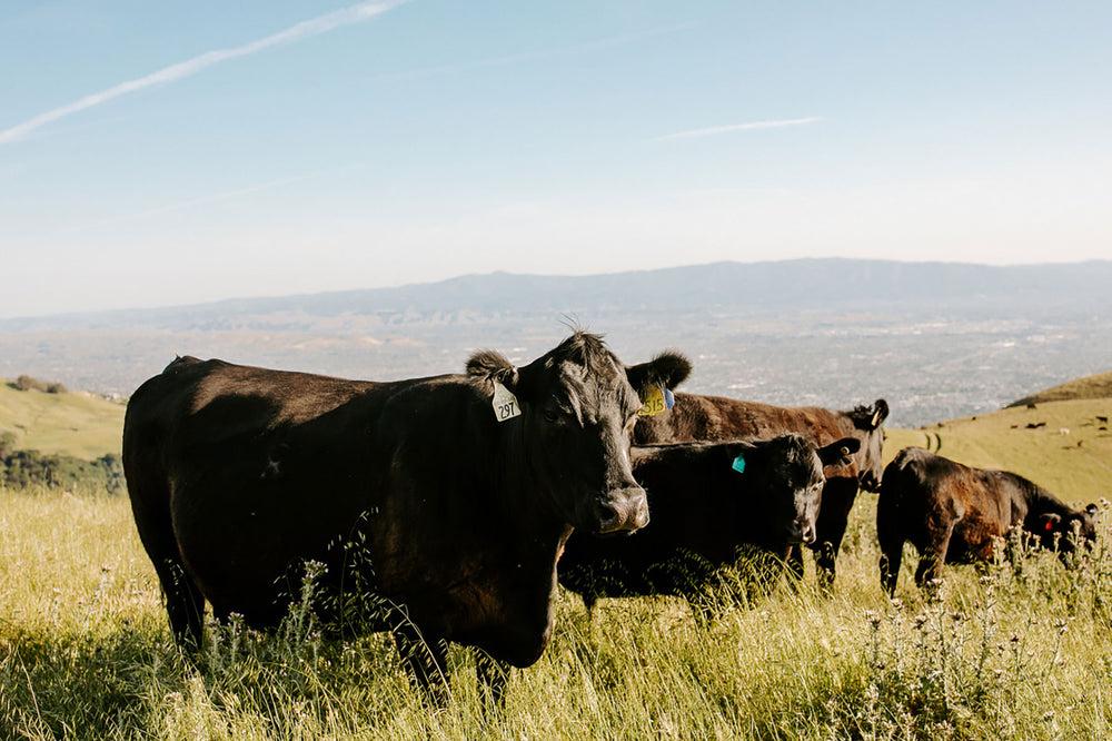 Transparency Matters: Knowing Your Meat at Panizzera Meat Co.