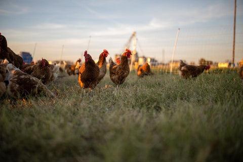 Water-Chilled vs. Air-Chilled Chicken: Why It Matters